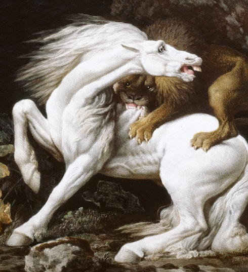 horse attacked by lion